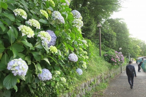 北区王子を散歩|飛鳥山のあじさい通りとイザナギ祭神の王子神社