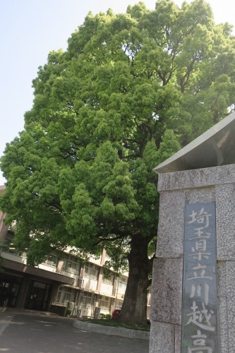 川越散歩|現存する川越城本丸御殿と喜多院散歩と地元武蔵野うどん