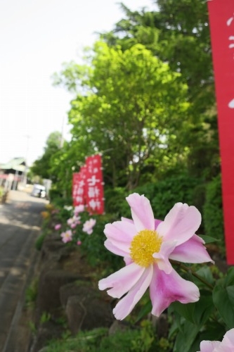 川越散歩|現存する川越城本丸御殿と喜多院散歩と地元武蔵野うどん