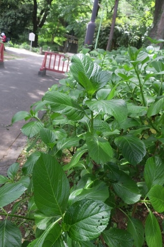 川越散歩|現存する川越城本丸御殿と喜多院散歩と地元武蔵野うどん