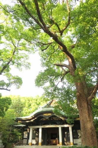 北区王子を散歩|飛鳥山のあじさい通りとイザナギ祭神の王子神社