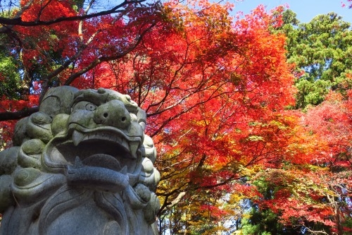 春日山を散歩|紅葉の季節に上杉謙信の春日山城と林泉寺でお墓参り