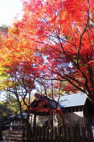 春日山を散歩|紅葉の季節に上杉謙信の春日山城と林泉寺でお墓参り