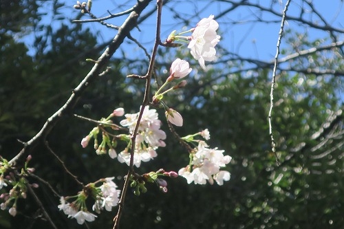 秋葉原から散歩|湯島聖堂から聖橋を渡って北の丸科学技術館まで散歩