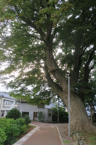 弥彦を散歩|越後国の一宮・弥彦神社で神様を感じるか散歩してみた