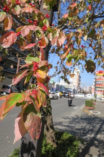 八王子を散歩|晴れた日に八王子花街散歩とユ-ミンの実家は呉服屋