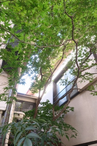 八王子を散歩|晴れた日に八王子花街散歩とユ-ミンの実家は呉服屋