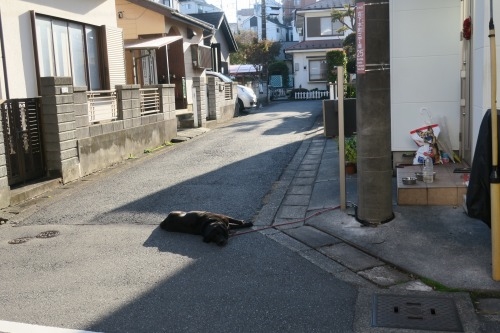 まつば坂を散歩|まつば坂の由来は「まつば」という地名にあるらしい