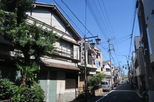 堀切を散歩|荒川の河川敷を金八を想いながら散歩してみたら金八だな