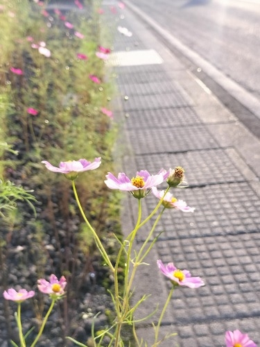 上北町を散歩|えび蔵のここでしか味わえない白魚と地元日本酒で楽し