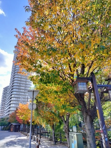 MDyUbH̒ōgtył݂J[X[v