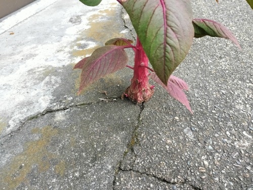 ��c�����U���b�ߐ{�^��̏o�g�n��c���Ɖ��B�X����c���h�Ղ��U����