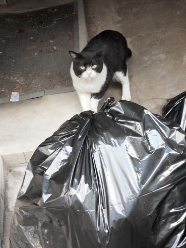 �����U���b�f��@�w���̐��E�̕Ћ��Ɂx�ɂłĂ�����̊X���݂��U����