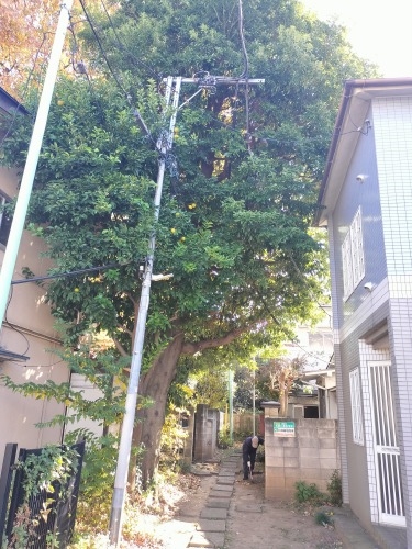 高田馬場から散歩|馬場から夏目漱石晩年に生活した場所と関孝和墓所