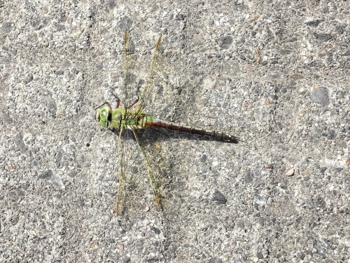 �z���������U���b�z�K���{�ʂ���{�̓�100�I�̒��Ƃƃh�C�c�r�[��
