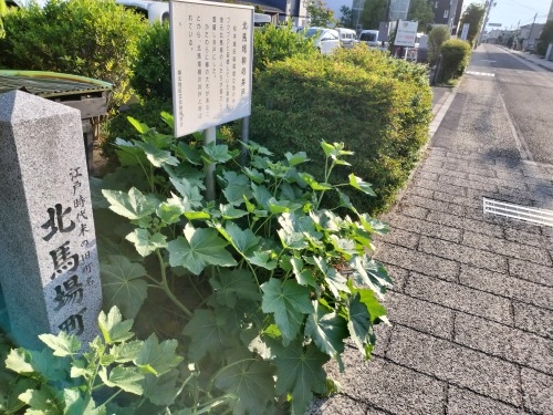 松本を散歩|松本の城下町を散歩と山菜天ぷらと夕暮れの開智学校いい