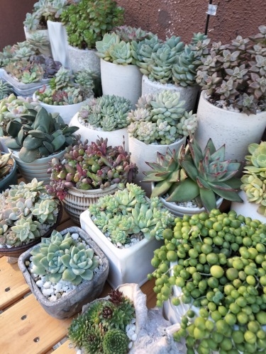 �D�����U���b�D���w�쑤�̘H�n�U���Ɛ����s���Y���Ă��̐����s���Y��