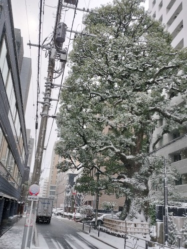 水道橋から散歩|雪降る路地散歩・文豪が住んだ街本郷はどんな街か?