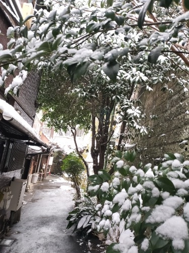 水道橋から散歩|雪降る路地散歩・文豪が住んだ街本郷はどんな街か?