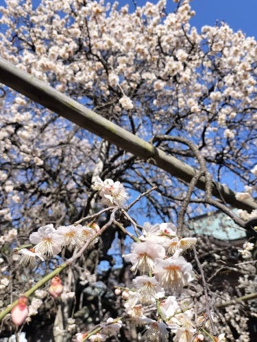 �������R���U���b�������O�����j�ɂł邫���������R�@�،o�������Ƃ�